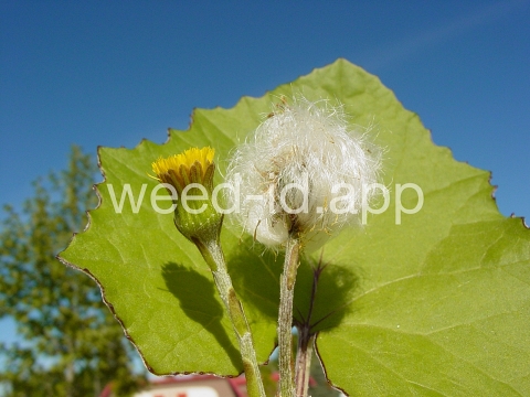 coltsfoot